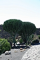 Kanary_2010 222